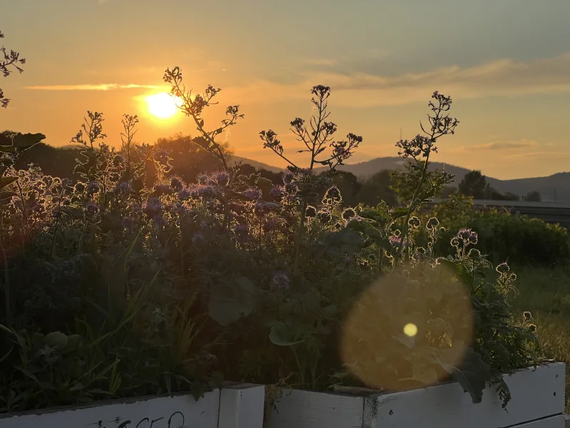 Sonnenuntergang im Usus am Wasser in Wien an der Neuen Donau