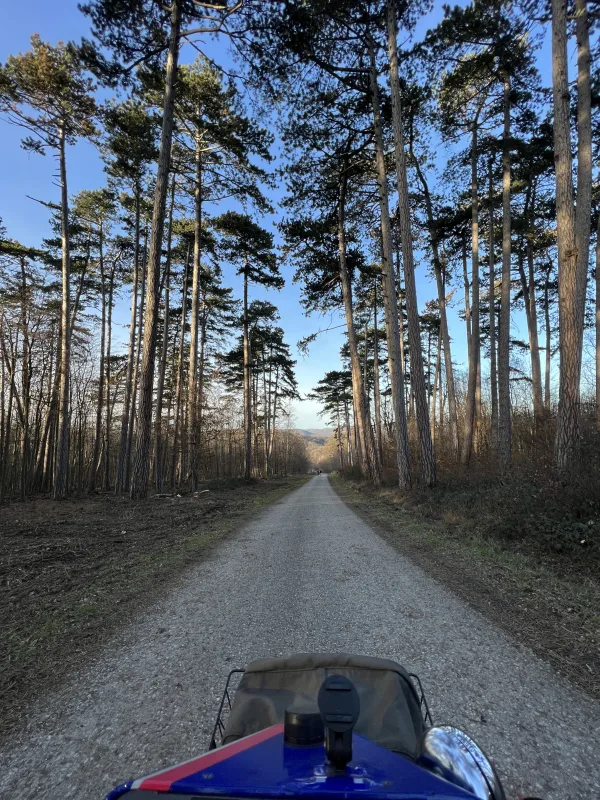 Föhrenwald im Lainzer Tiergarten