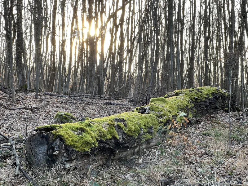 Baum im Lainzer Tiergarten