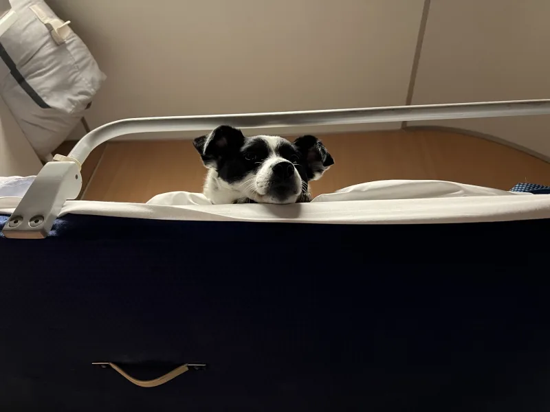 Hund der Persönlichen Assistentin darf auf DIenstreisen mitfahren