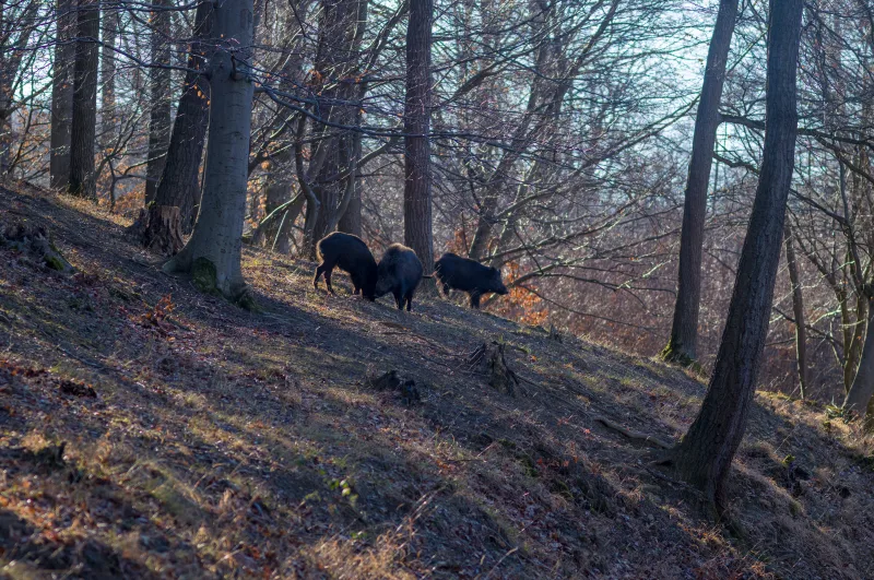 Rotte Wildschweine im Lainzer Tiergarten