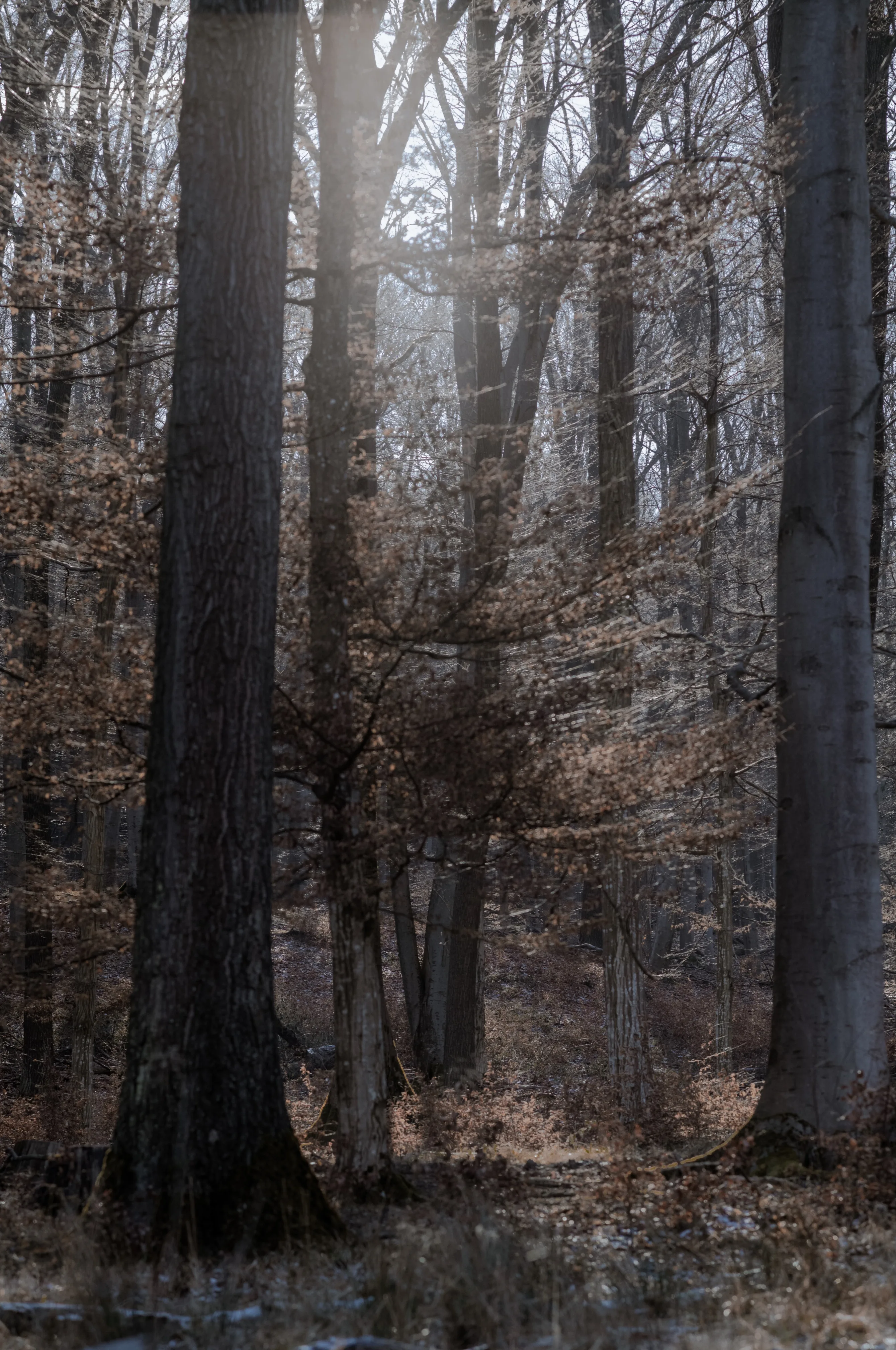 Lainzer Tiergarten (Wienerwald) in Wien