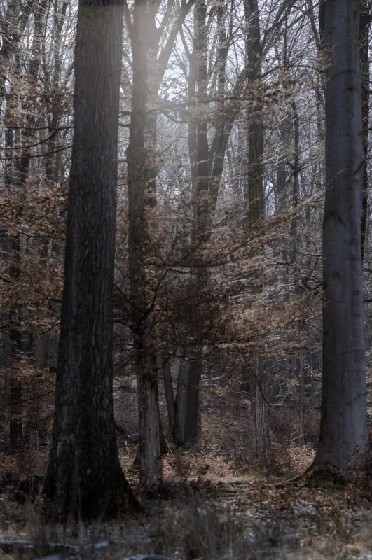 Lainzer Tiergarten (Wienerwald) in Wien