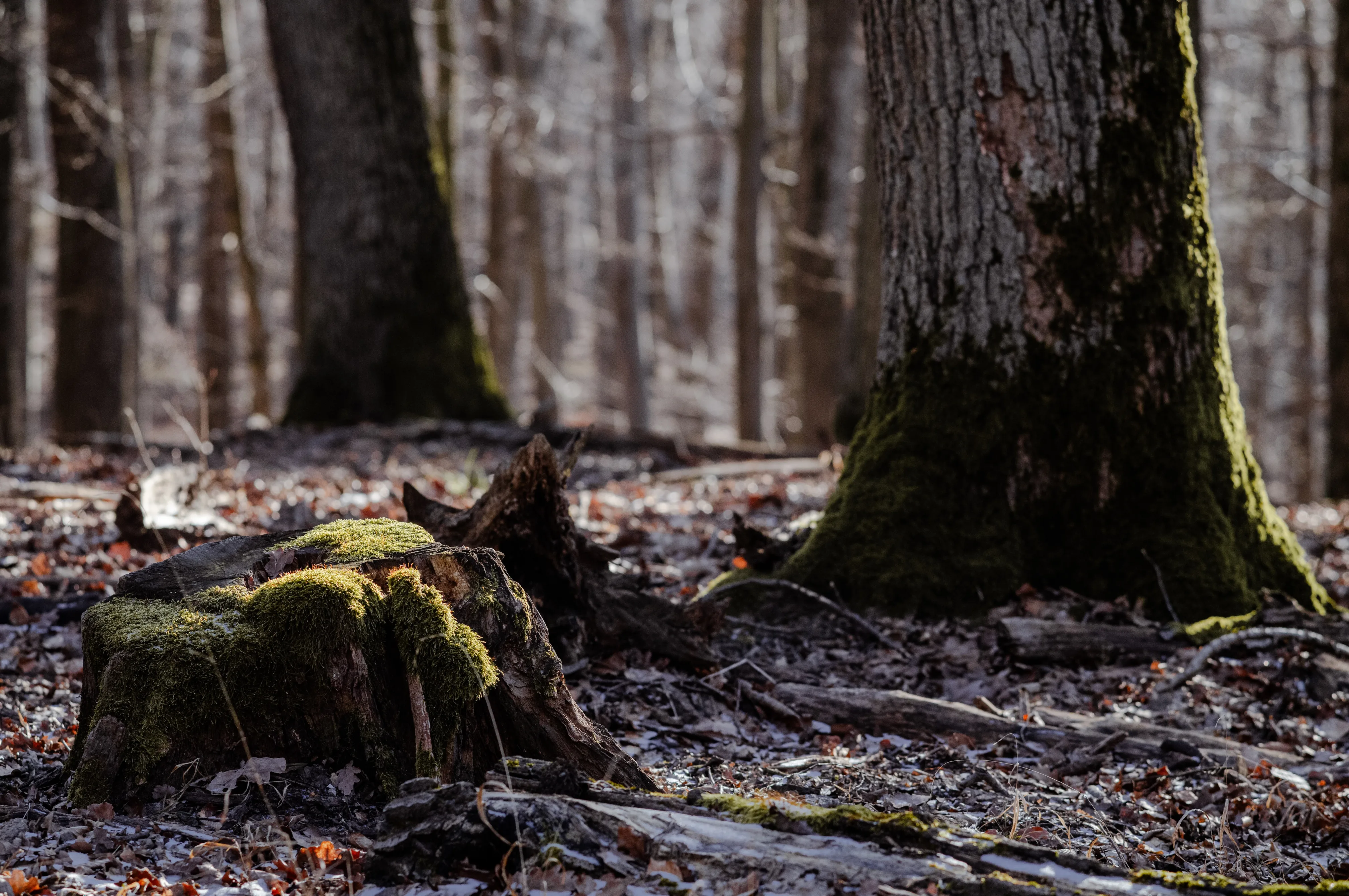 Baumstümpfe mit Moos im Lainzer Tiergarten